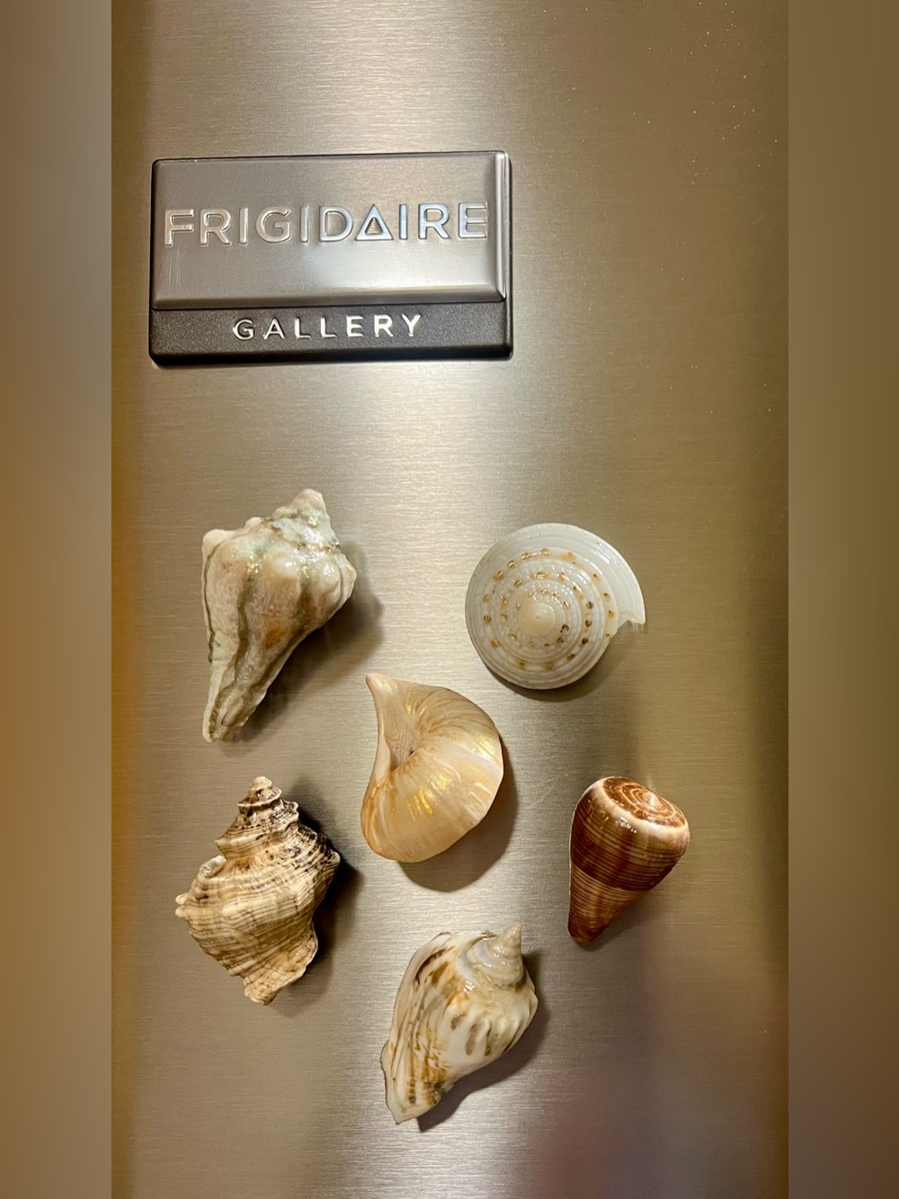 Boxed set of 6 Decorative Sea Shell Magnets in Gold and Cream